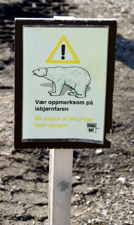 There is a large polar bear population on Svalbard and the locals apparently don't leave Ny Alesund unarmed. We did see a couple of polar bears, but we were on Arcadia and they were a very long way off, so I couldn't get any sort of a decent photo.