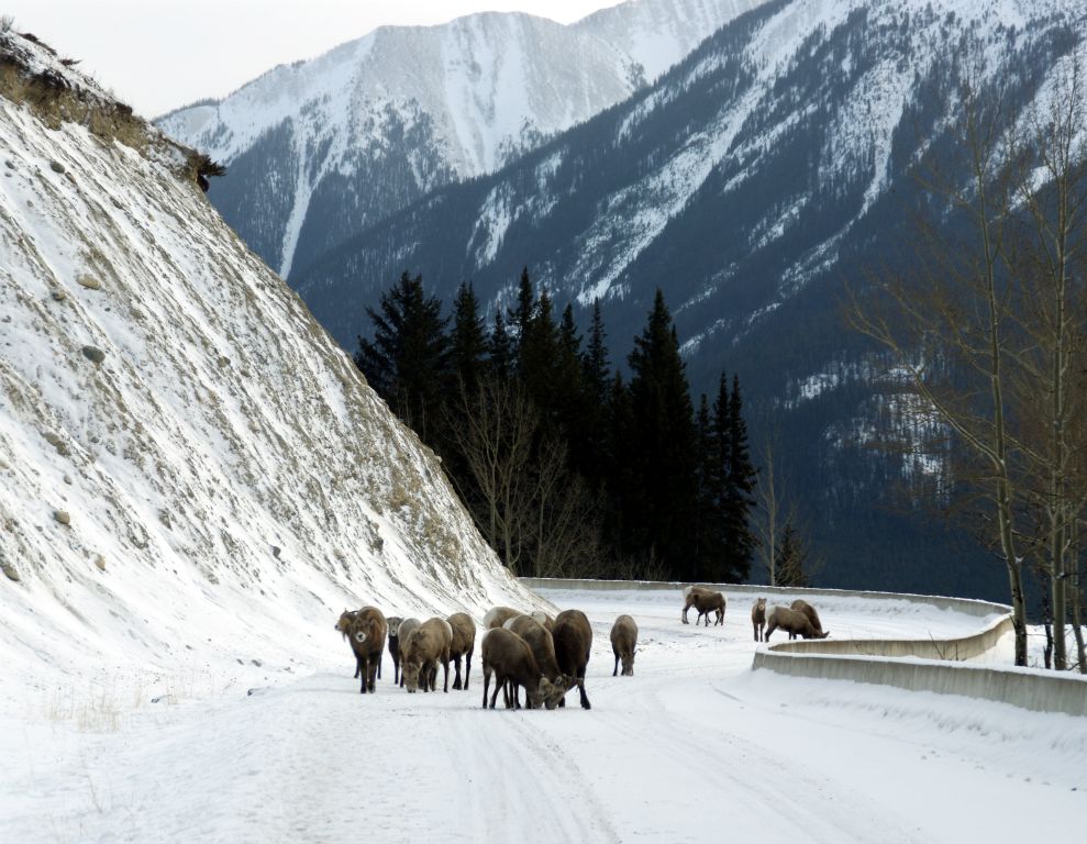 We decided to take Highway 1a back to Banff. After a while our path was blocked by a small herd of Bighorn sheep.