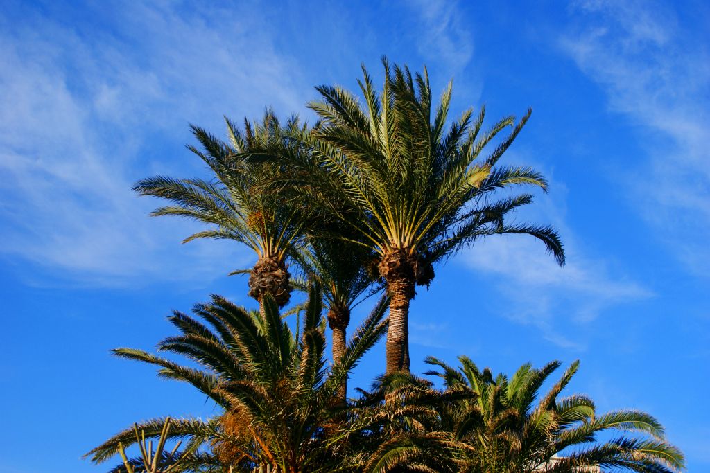 Palm trees and blue sky. Things were looking promising.