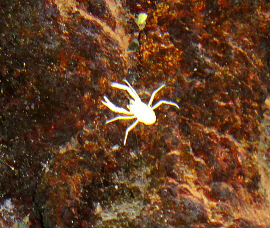 The small lake in the tunnel is home to thousands of these tiny, blind white crabs. Goodness knows how they got there.