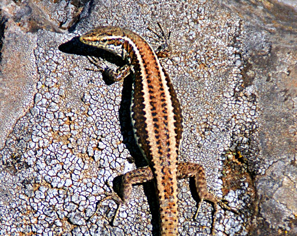 There were loads and loads and loads of these little lizards all over the place, sitting around in the sunshine.