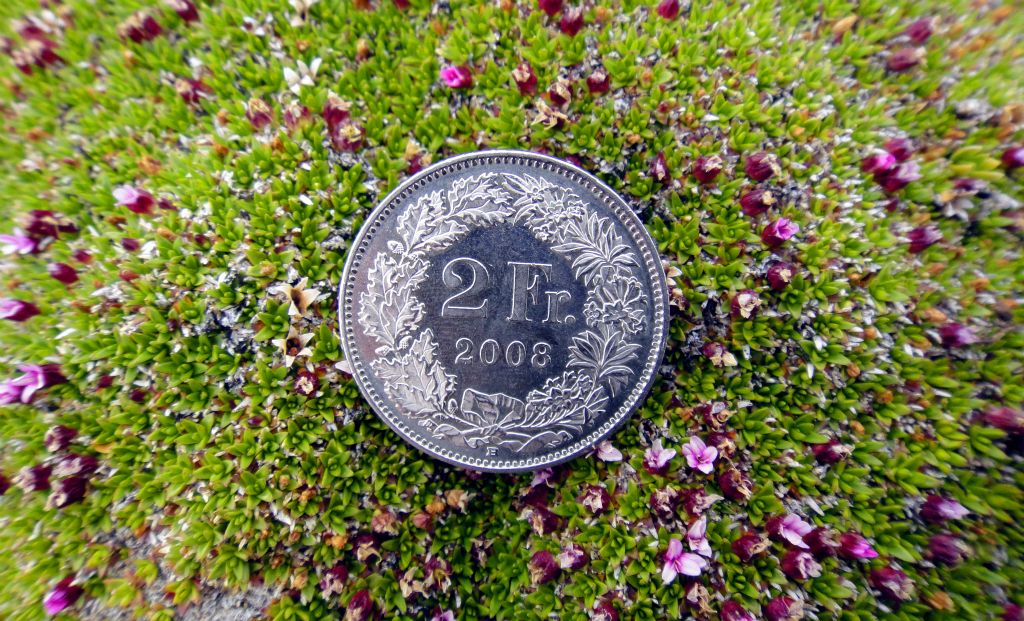 On the way down I saw these tiny purple flowers. To give them scale, I've shown them next to a 2CHF coin. Now you just need to find out how big a 2CHF coin is.