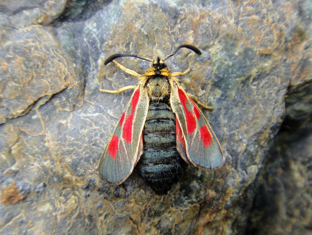 No idea what this was, but it was sitting on a rock on the trail. A moth of some sort maybe?