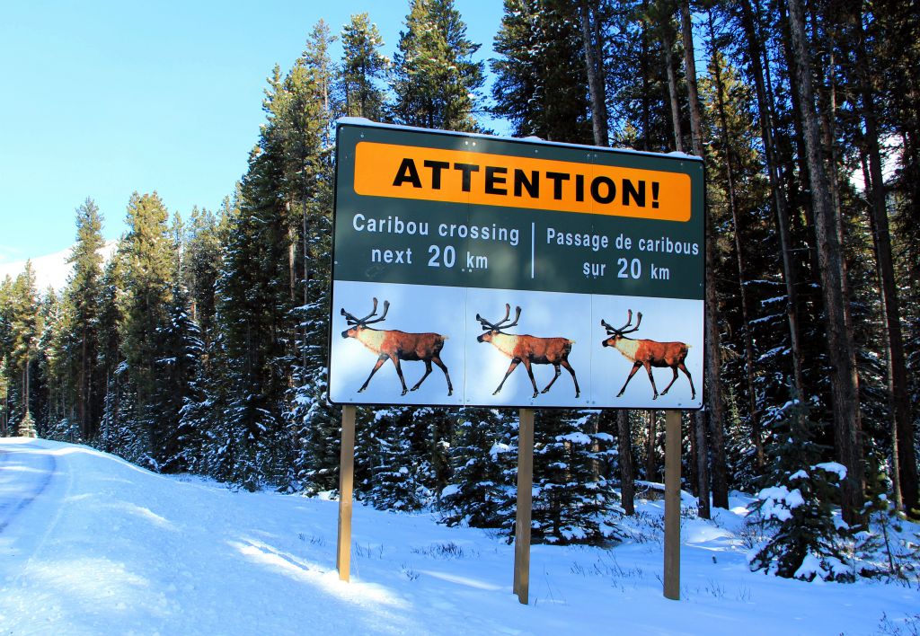 This was not true. We saw no caribou.