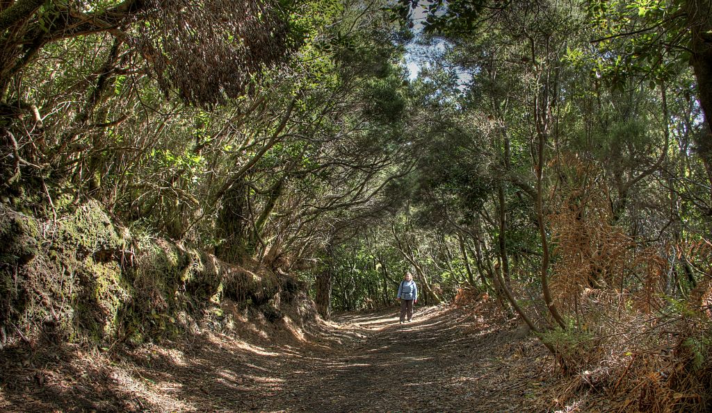 The trail started in dense forest, which our guidebook indicates is known locally as "laurisilva".