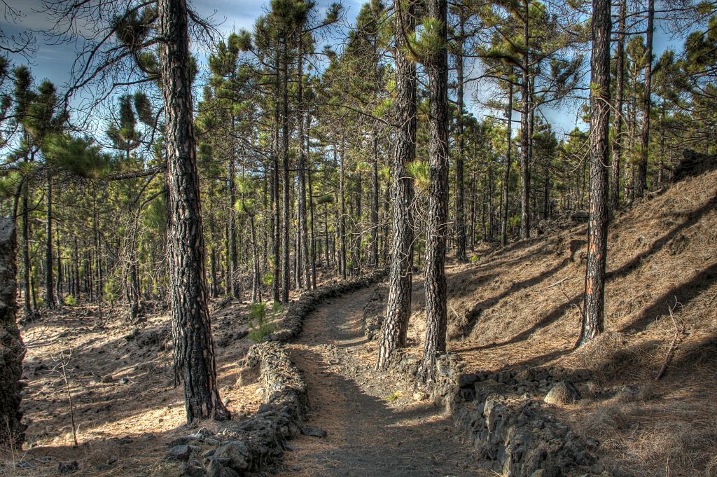 The trail started in the pine forest above the town and was initially very easy to follow, although it was not so easy to walk on as it was covered with loose volcanic rocks.