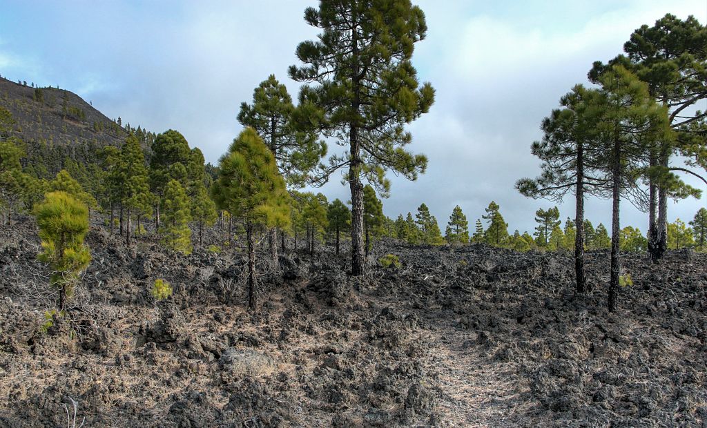 However, as the trail climbed, it left the well marked forest and crossed this lava field, where it was significantly trickier to follow. Fortunately this section was only a few hundred yards long.