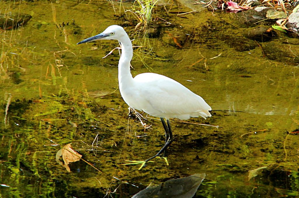 This small heron seemed to live at the hotel. You'd think the hotel's staff would get fed up with it scoffing the little fishies in their ponds.