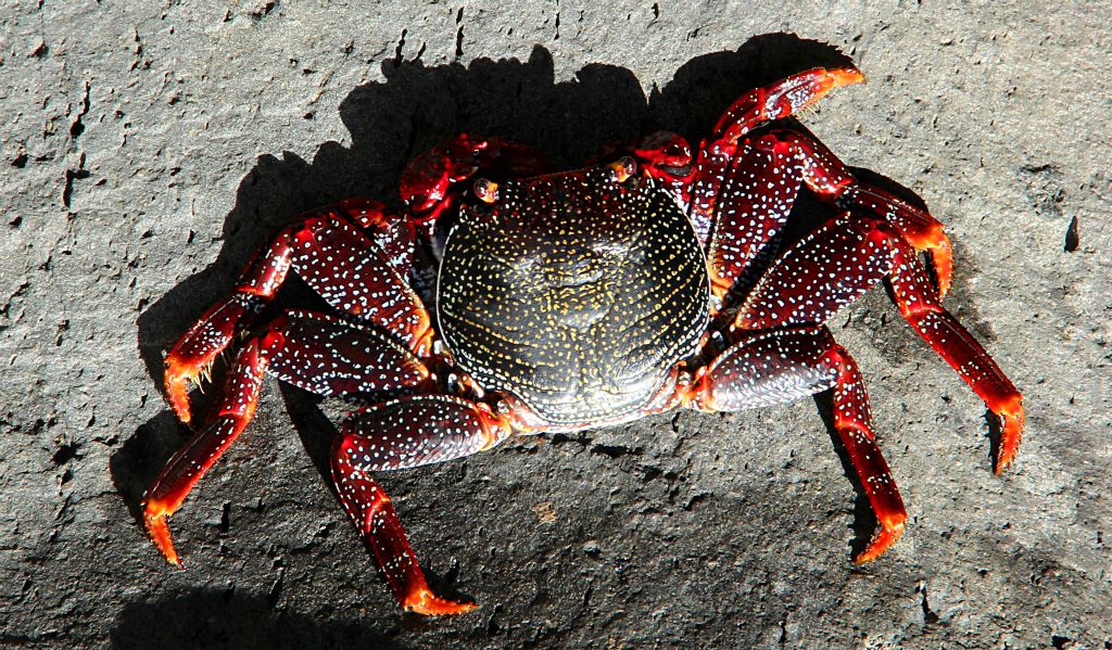 This crab, along with several others, was resting in the sunshine on one of the big concrete blocks that lined the harbour wall. Although there's nothing in the photo to provide any scale, it's body would have comfortably covered the palm of your hand. Scary. I'm glad I didn't go in the sea.