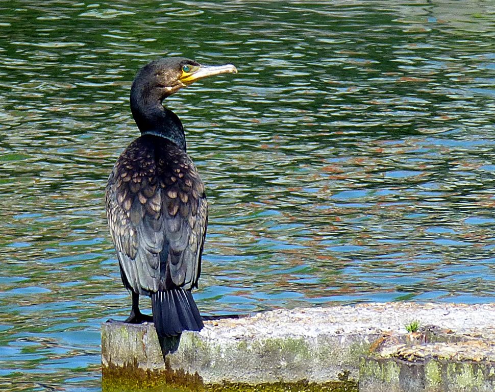 Judith bought be a new compact camera for my birthday and I’m giving it its first proper run out today. I photographed this Cormorant at full 20x zoom from a distance of a couple of hundred feet. I don’t think my SLR would have been able to take a better picture under these conditions.