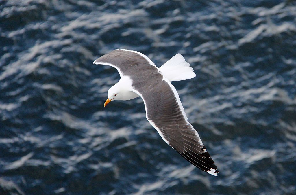 There are always loads of seagulls following the cruise ship out of Bergen, presumably because people throw food to them from their balconies. This facilitates lots of opportunities to photograph the seagulls as they fly alongside.