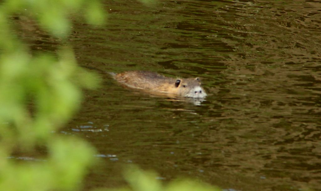 After not very long we found ourselves by the river (still the Tardoire I think). Whilst walking along the bank looking for a possible picnic site, we saw this swimming in the river. It was like a big rat, but about the size of a large cat. As far as we can tell, it’s a coypu. Evidently the locals weren’t too keen on them as we saw a lot of traps by the river.