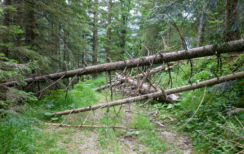 It seems to me that if you’re going to have hiking trails and go to the trouble of signposting them so that people can walk on them, there should also be some sort of burden of responsibility to keep them clear of fallen trees. I passed a few blockages like this during the morning.