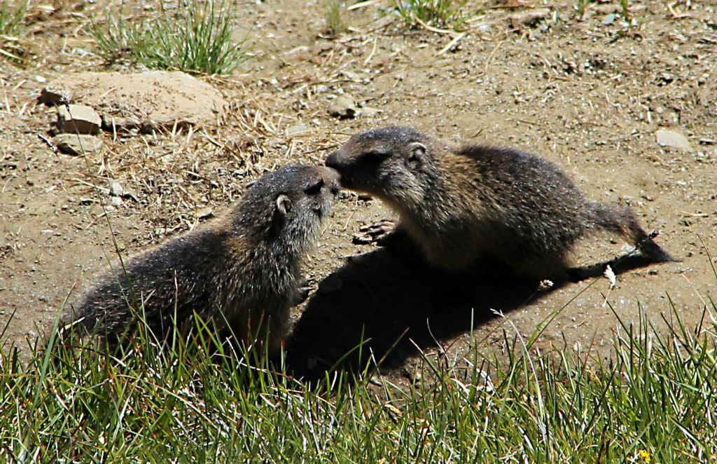 And here are some baby marmots.