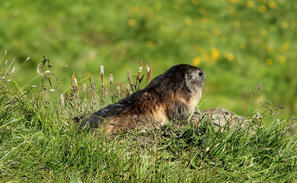 And here’s a full-sized marmot relaxing in the sunshine. There were actually loads and loads of marmots all over the place.