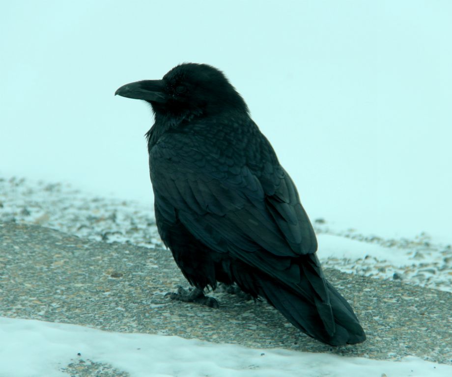 This was one of the crows that seem to live at the Athabasca Glacier. Although it is illegal to feed animals (and birds) in the national park, these crows must be being fed by someone because there appeared to be absolutely nothing at all for them to eat. They were looking pretty healthy though, despite the cold and apparent absence of food.