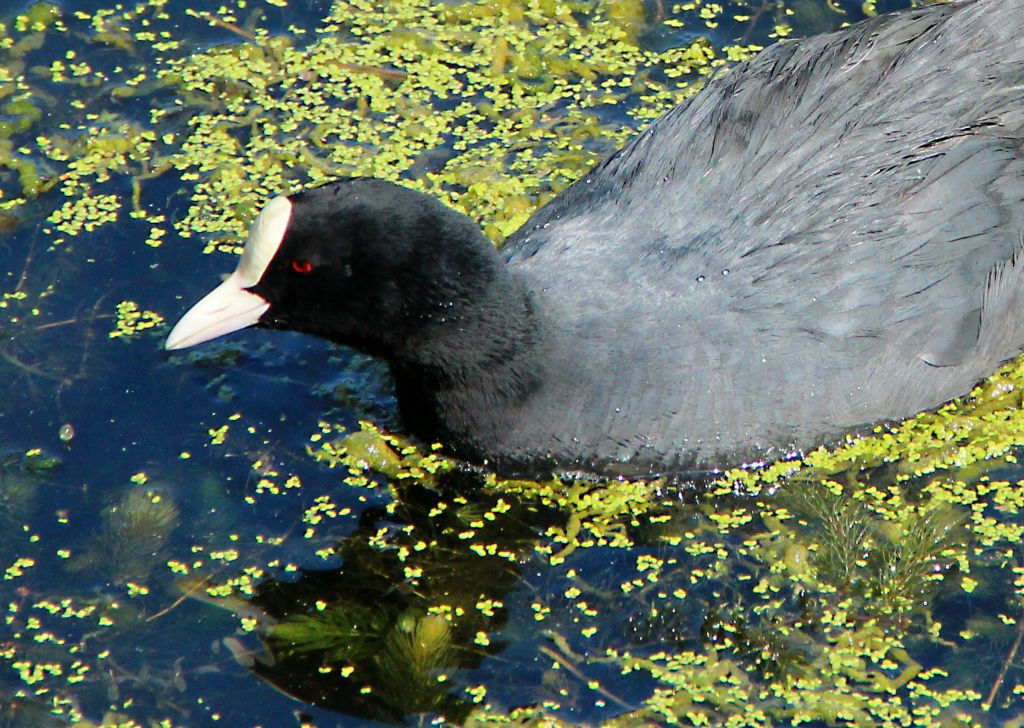 I think this is some sort of Moorhen, although I think they usually have a red face.