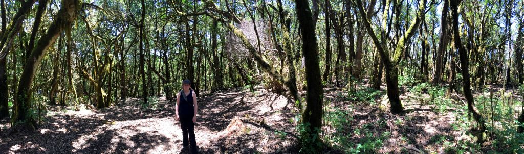 Back in the forest, here's a panorama taken with my phone.