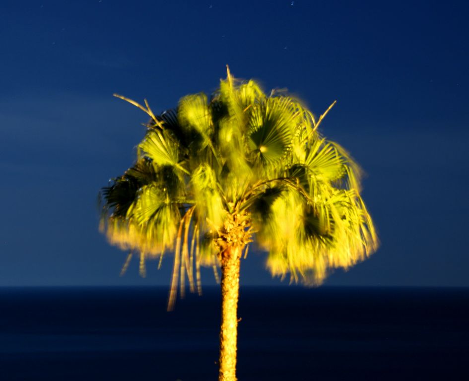 This was the palm tree that we could see at the bottom of our garden. This wasn't just illuminated by the moon.