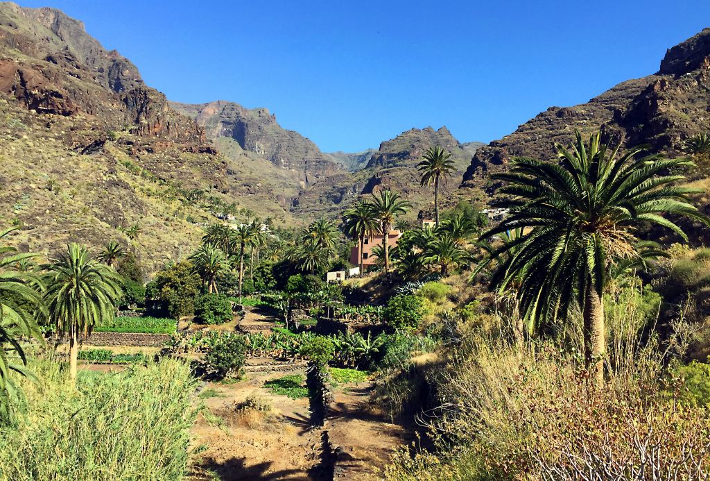 Eventually, at the village of Targa, the barranco opened into this virtual oasis.