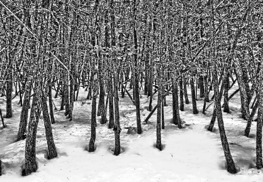 On the way back down I took this black and white photo of some interesting looking trees.