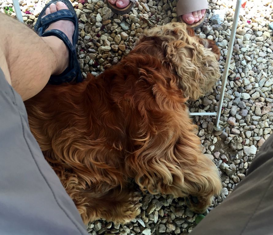 During lunch I adopted a dog (or was perhaps adopted by a dog), which took up residence under my chair.