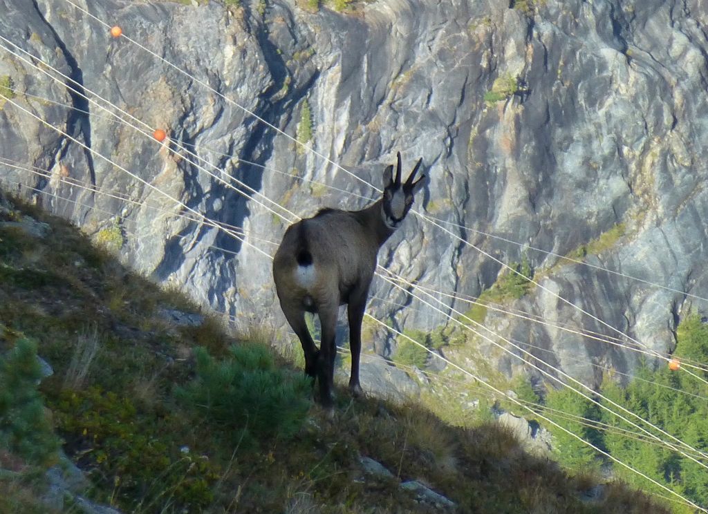 As I was up and about quite early there were a few Ibex around, but they weren't keen to hang around and have their photos taken. This was as close as I managed to get to one.