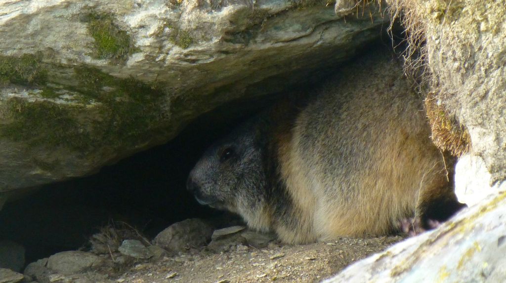 I'd seen a few marmots while I'd been walking about, but I hadn't been close enough for a good photo. This one trying to hide under a rock was the best photo opportunity I had all week.