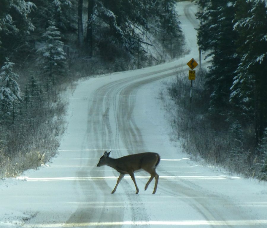 A deer on highway 1a.