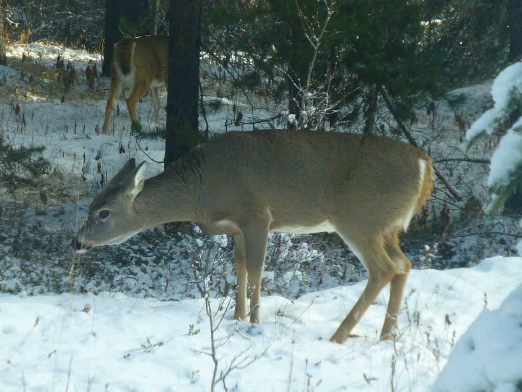 There were actually two deer. The other one is just visible in the background (above the head of the one in the foreground).