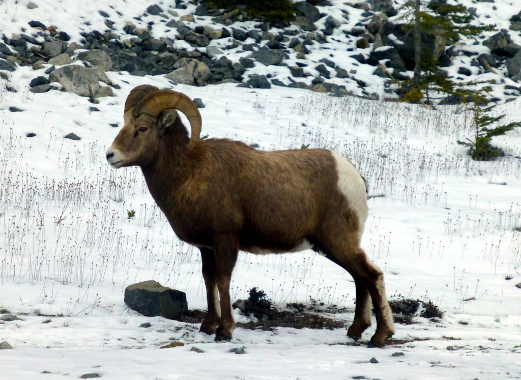 And yet a few miles further south still on the Smith-Dorrien trail, here's a Bighorn sheep posing very nicely in plenty of snow.