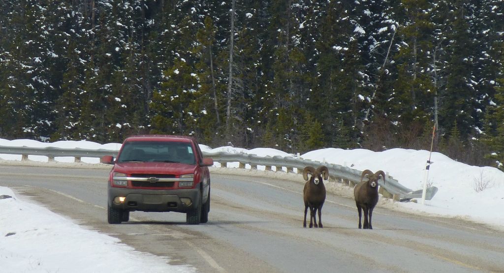 Near the top of Big Hill these Bighorn sheep were disrupting the traffic as they apparently watched me taking photos.