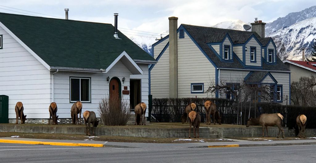 As we arrived in Jasper, one of the first things we saw was this small herd of elk crossing the main road into town to graze on someone's front lawn.