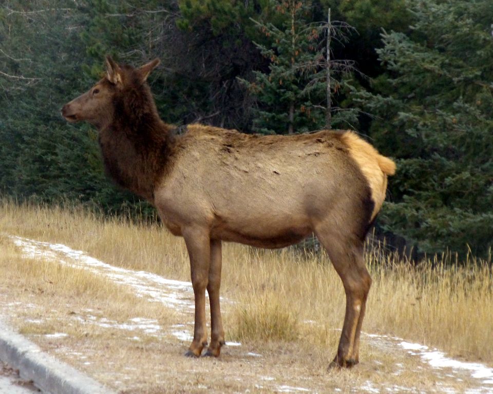 Elk are ever so big when you see them from close up. It's a good job it didn't know I'd had some elk poutine on Monday!