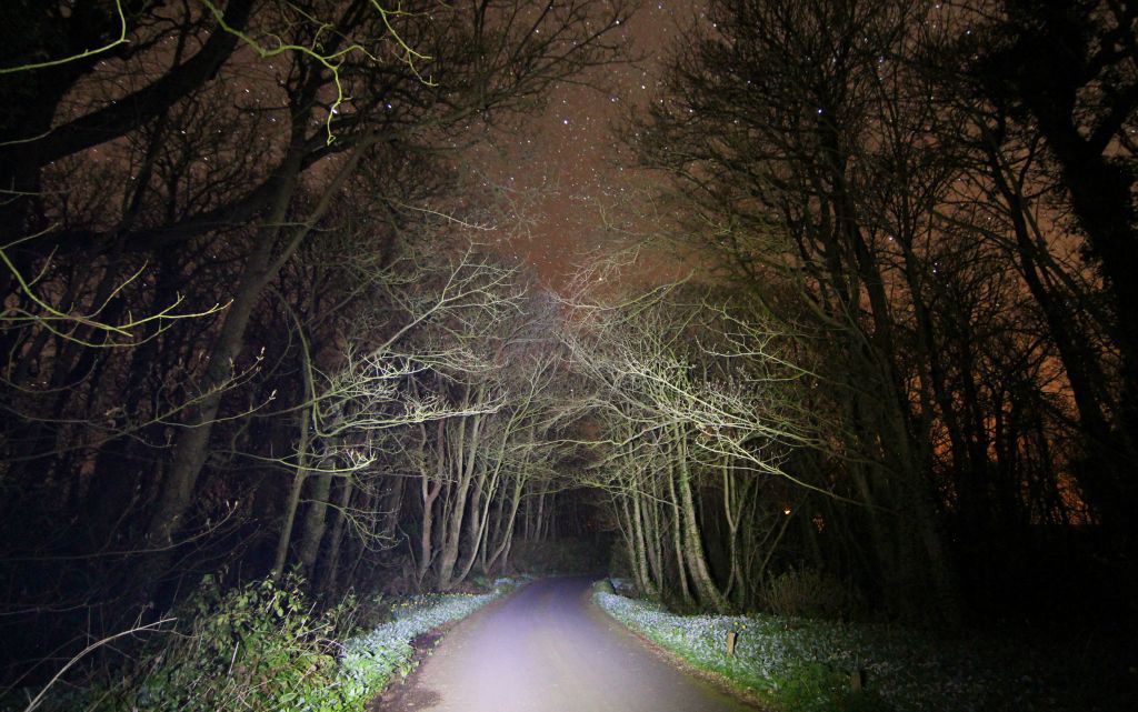 About a third of a mile from the castle, the drive goes through a wood (did I mention their drive is really long!). So I walked down there to take a few photos. With no moon it was really quite dark indeed. The light in the photo is from my torch.