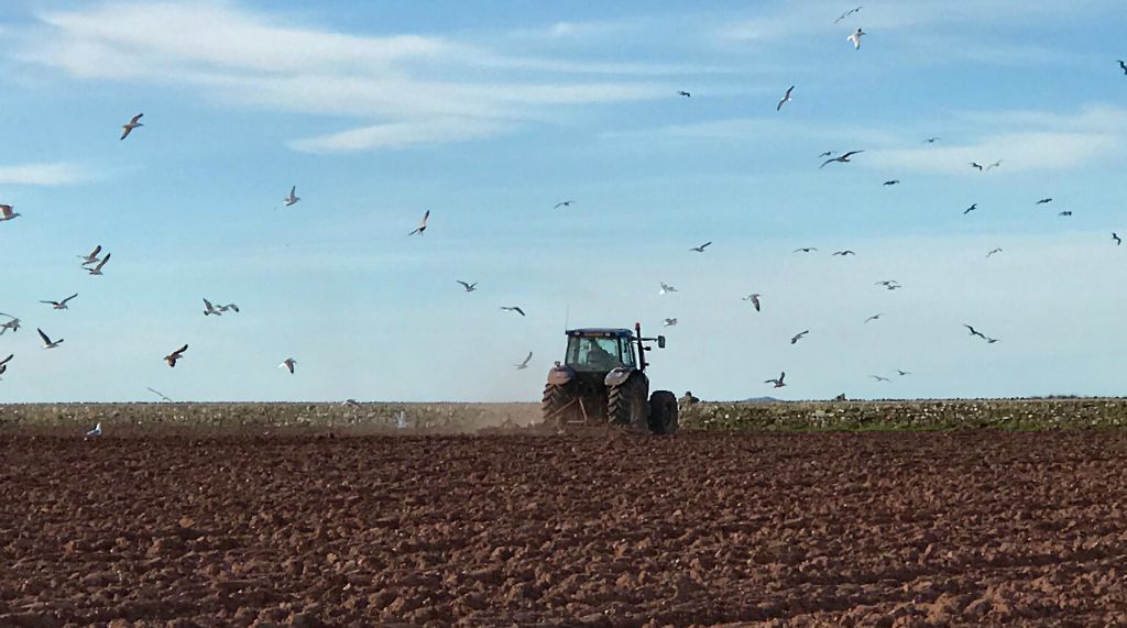 Seagulls following the tractor ploughing the field.