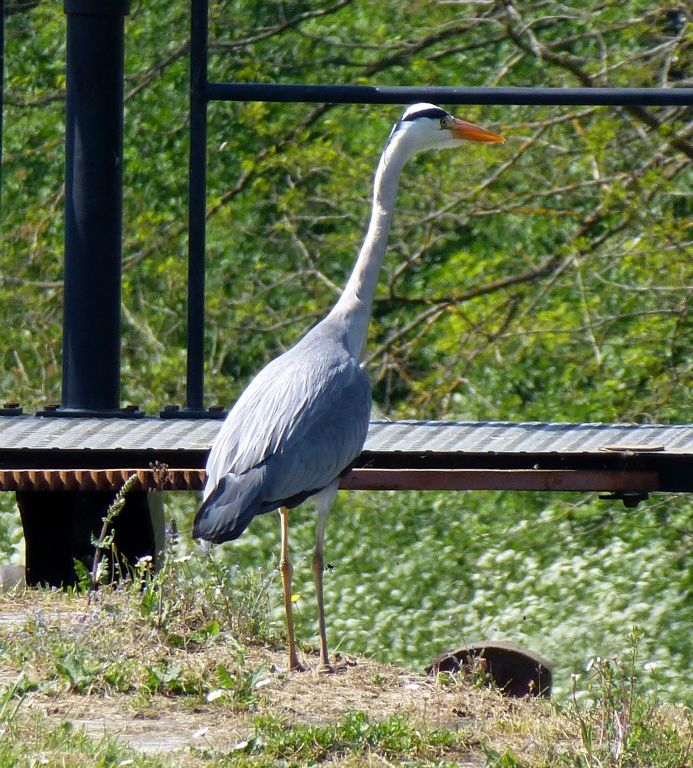 Another heron. Or maybe the same one. I don't know. I'm not an expert.