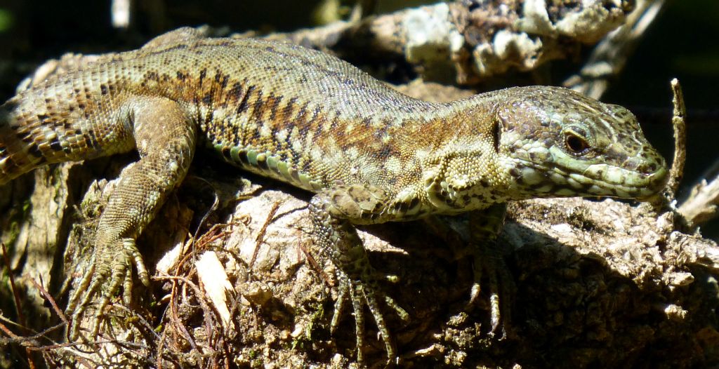 This lizard was posing quite nicely in the sunshine. It looks giant in the photo, but was probably only four inches long.