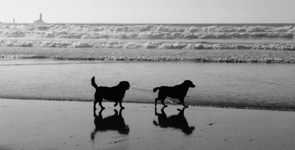 These two dogs were playing in the surf, their owner just out of shot on the left.