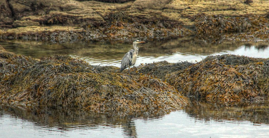 There were lots of birds wading in the rock pools. However, none of them seemed to fancy having their photo taken and moved to a safe, i.e. un-photographic, distance every time I nearly got into a good spot. This was the best photo I managed.
