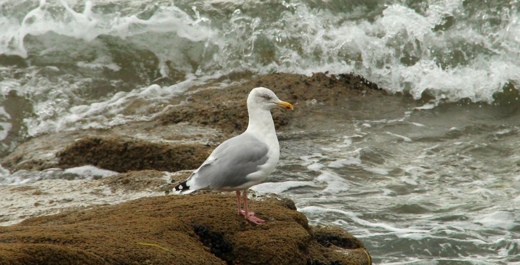 A seagull sitting in a scenically photographic spot.