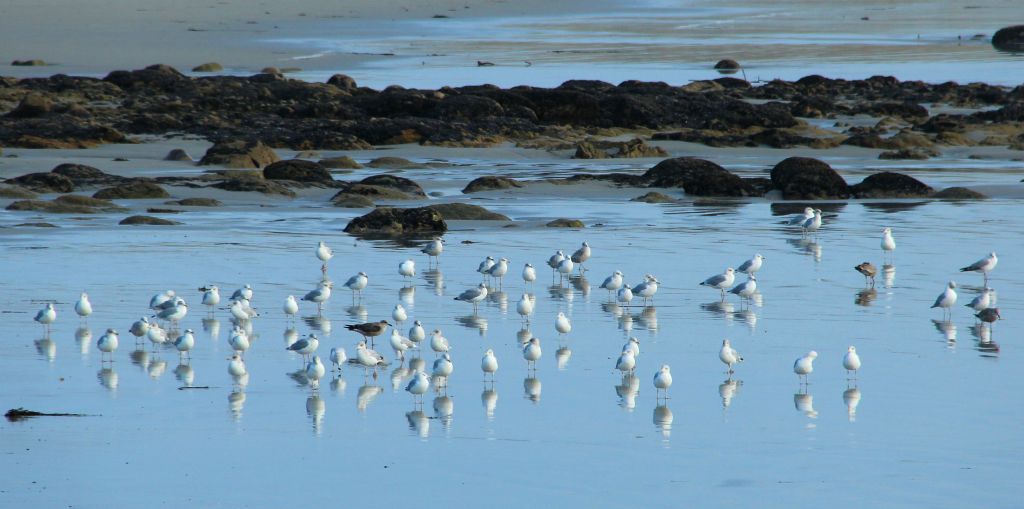 There were also a lot of sea birds around to keep the twitchers occupied.