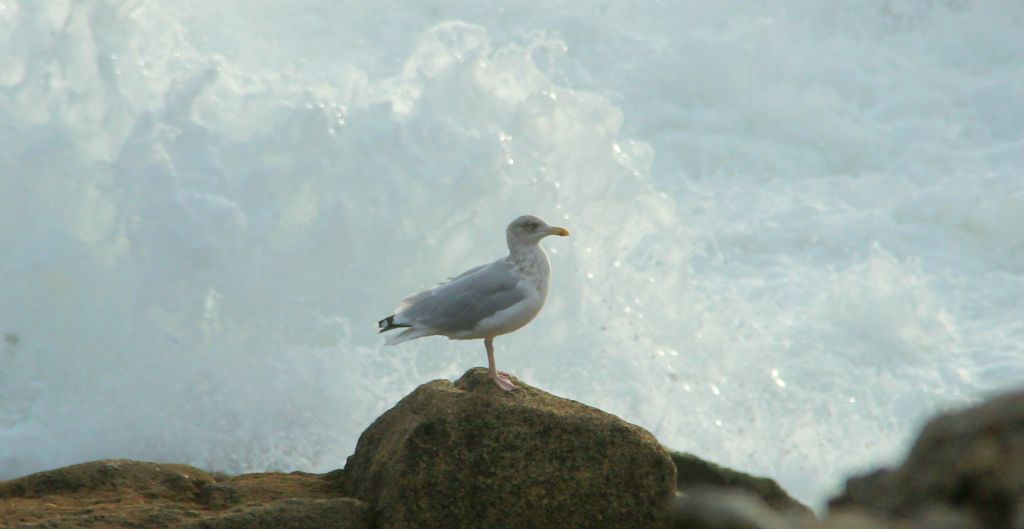 Another seagull sitting in a photographic spot. Although this one almost got swamped by a particularly large wave a few seconds later.