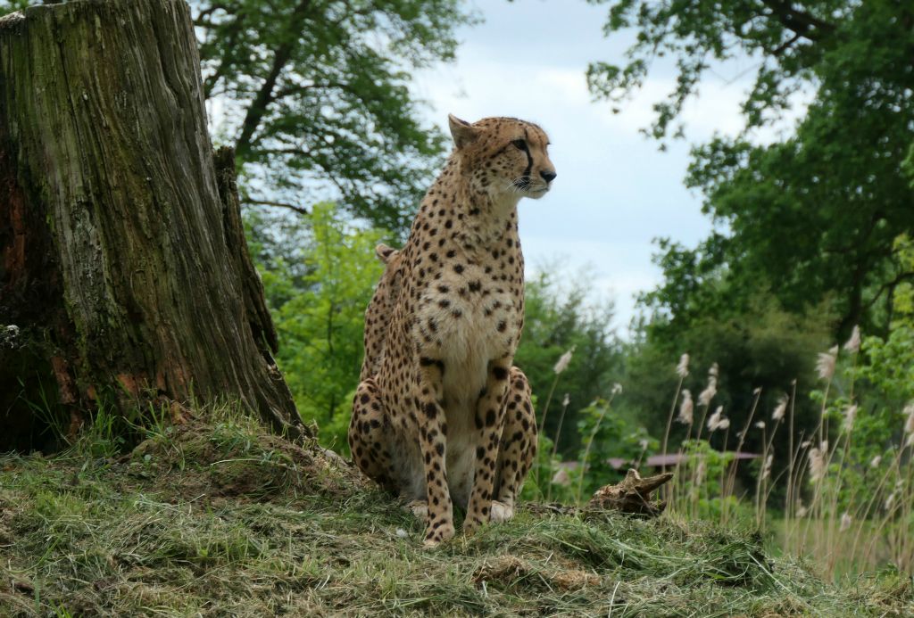 Still, all of these cats would provide amply opportunities to try out my new camera. Here's a cheetah.