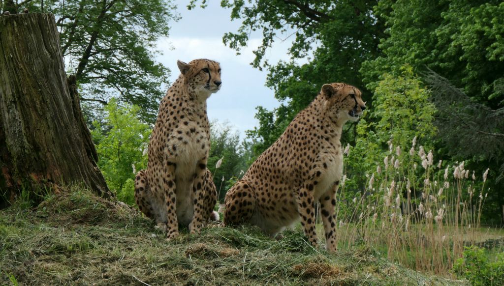 Two cheetahs.