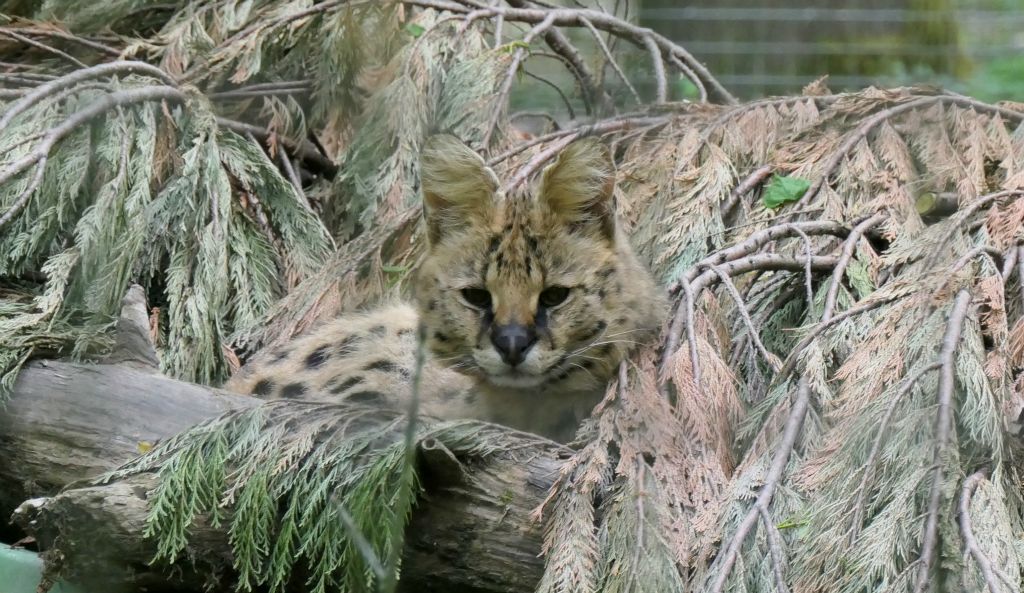 Lots of the cats were really hard to spot in their enclosures due to their excellent camouflage.