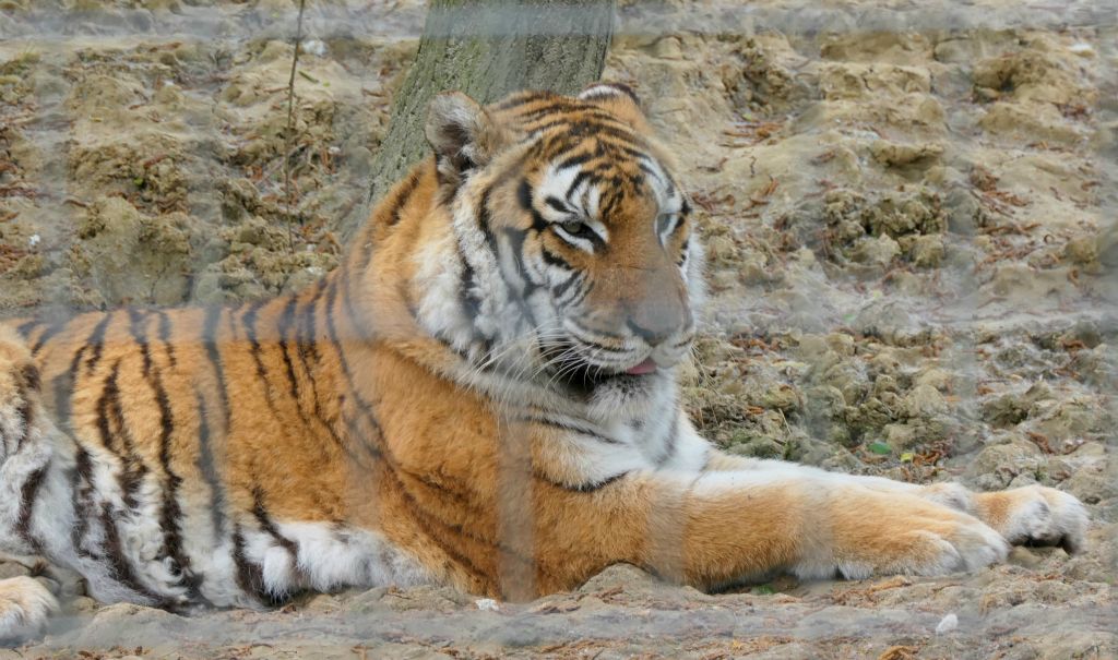 This tiger was sitting quite close to the fence so the fence is fairly obvious in this photo.