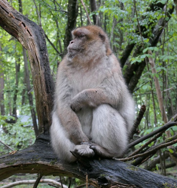 ...when we noticed, sitting on a branch about five feet away from us, this macaque! So we were walking about in monkey domain!!! That would explain the park ranger tailing us a discreet twenty yards or so away (we were the only people in there after all).