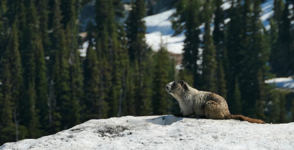 The marmots here look just like the ones in the Alps, but here they're called groundhogs.