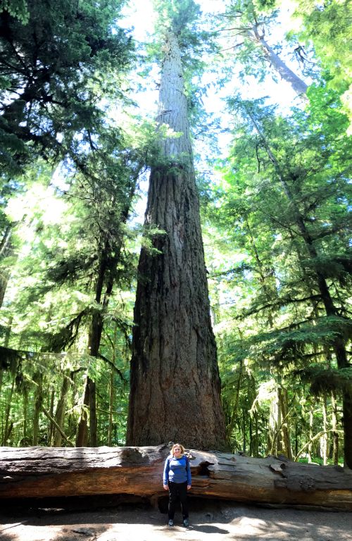 The biggest tree in the park, The Big Tree is over 800 years old, 79 meters (259 feet) tall and 9 meters (29 feet) round.